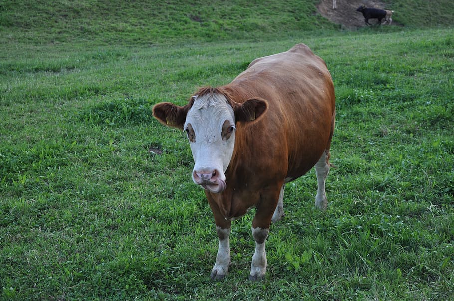 cow, beef, pasture, graze, cows, livestock, milk cow, simmental cattle, HD wallpaper