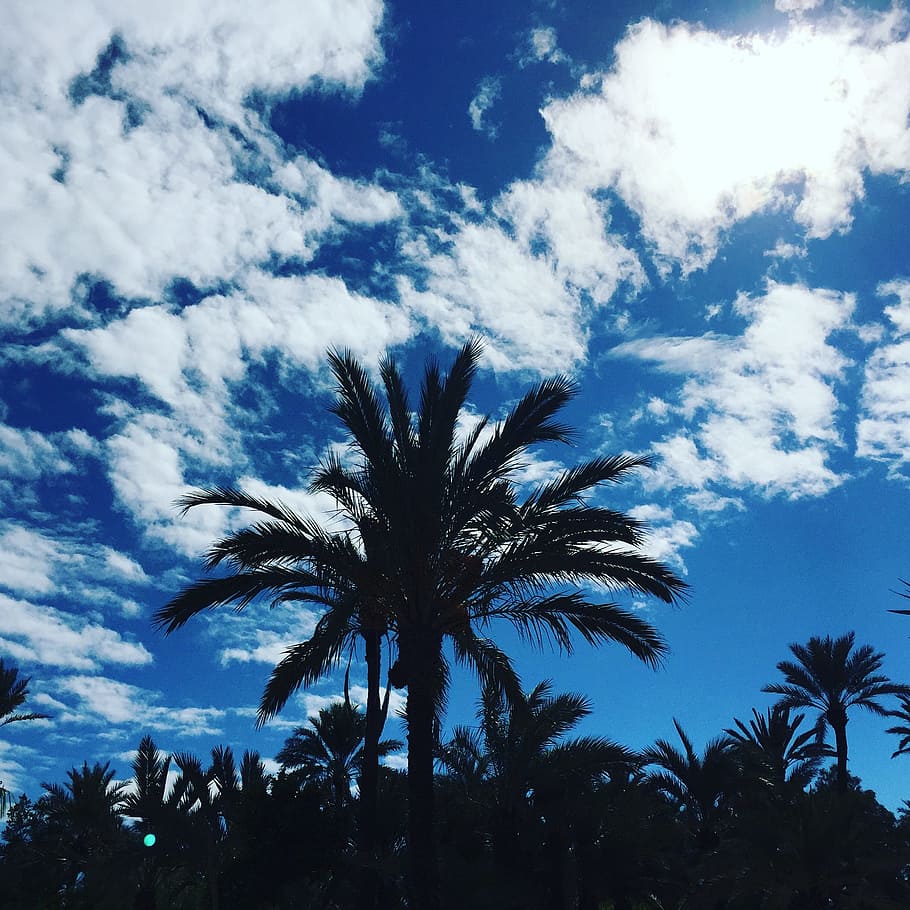 Palm, Black, Sky, Sky, Blue, Clouds, Tree, silhouette, nature HD wallpaper