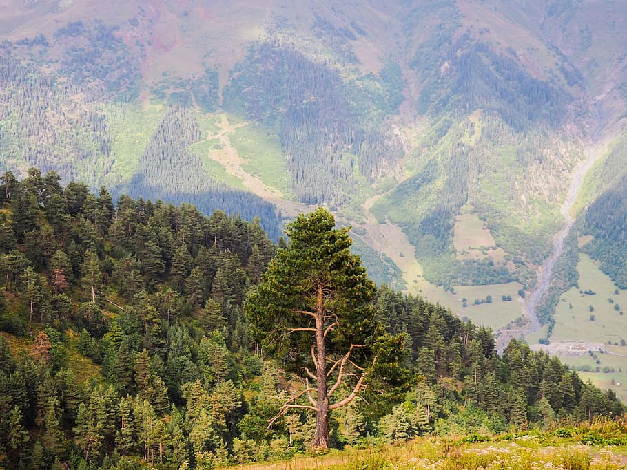 lonely tree, slope, mountains, landscape, nature, journey, summer HD wallpaper