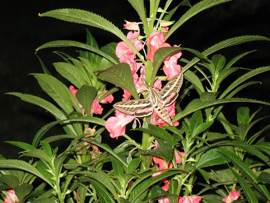 hummingbird moth, moth flight, wings, flying, plant, growth, HD wallpaper