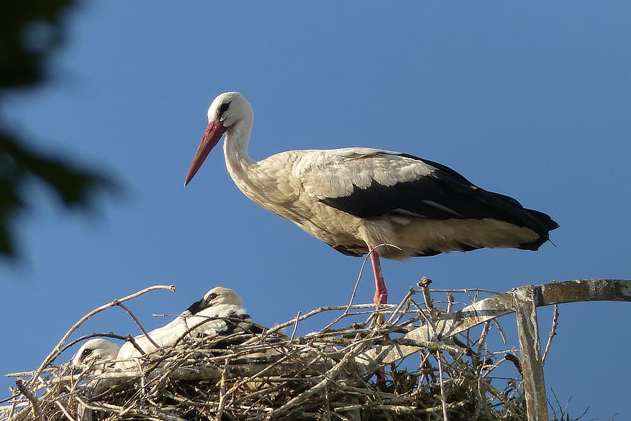 stork, animals, bird, plumage, feather, fly, rattle stork, animal wildlife HD wallpaper