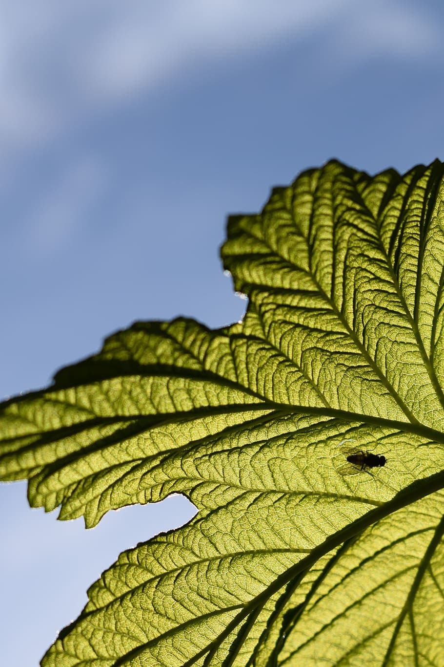 fly, leaf, insect, silhouette, plant part, green color, close-up HD wallpaper