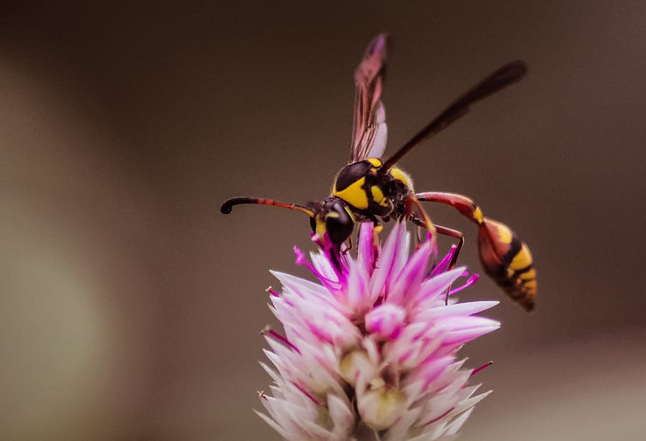 wasps, insects, flowers, flowering plant, animal themes, invertebrate HD wallpaper