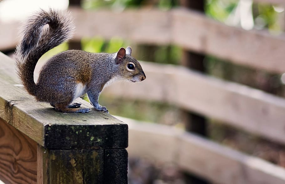 Squirrel, Bridge, Wood, animal, nature, outdoors, mammal, rodent HD wallpaper