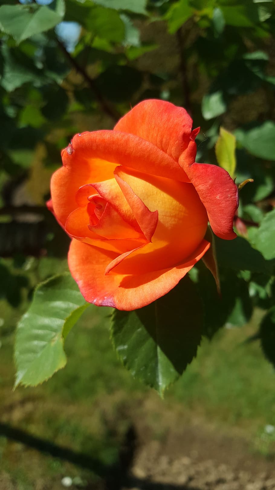 Роза оранж Пинк