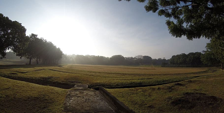 landscape, flora, trees, field, nature, plant, sky, sunlight HD wallpaper