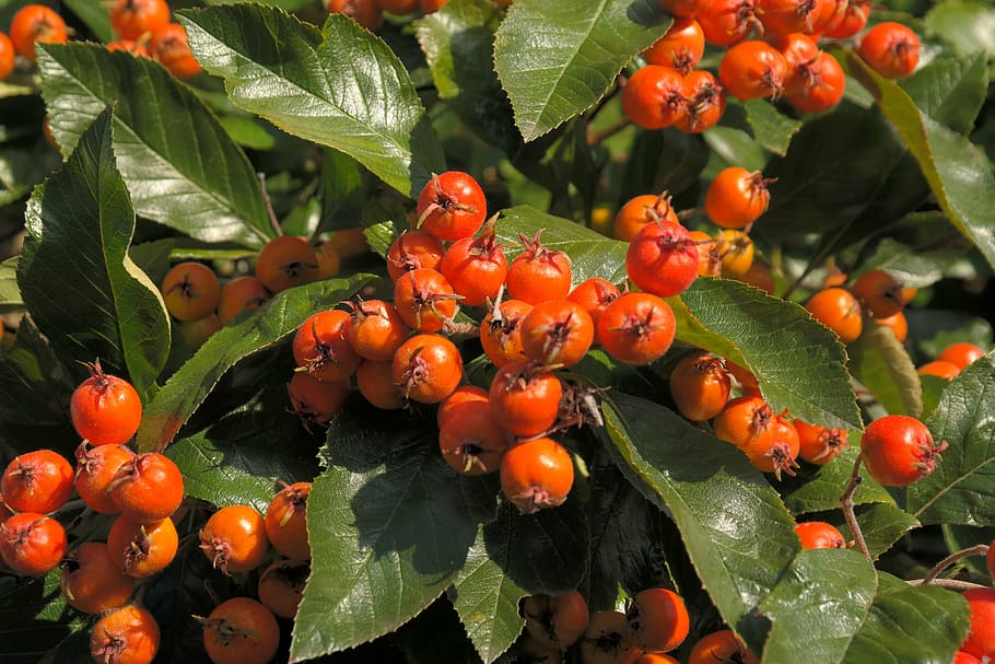 wild fruit, berries, tree, red, leaves, shiny, lederartig, leather leaf weißdorn