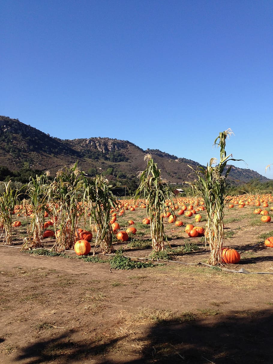 pumpkin, pumpkins, pumpkin patch, fall, corn, farm, hills, rural HD wallpaper