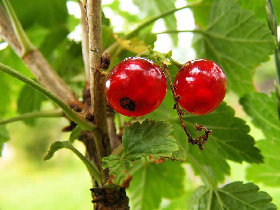Fruit, Currant, Garden, Red, Green, vitamins, leaf, nature HD wallpaper