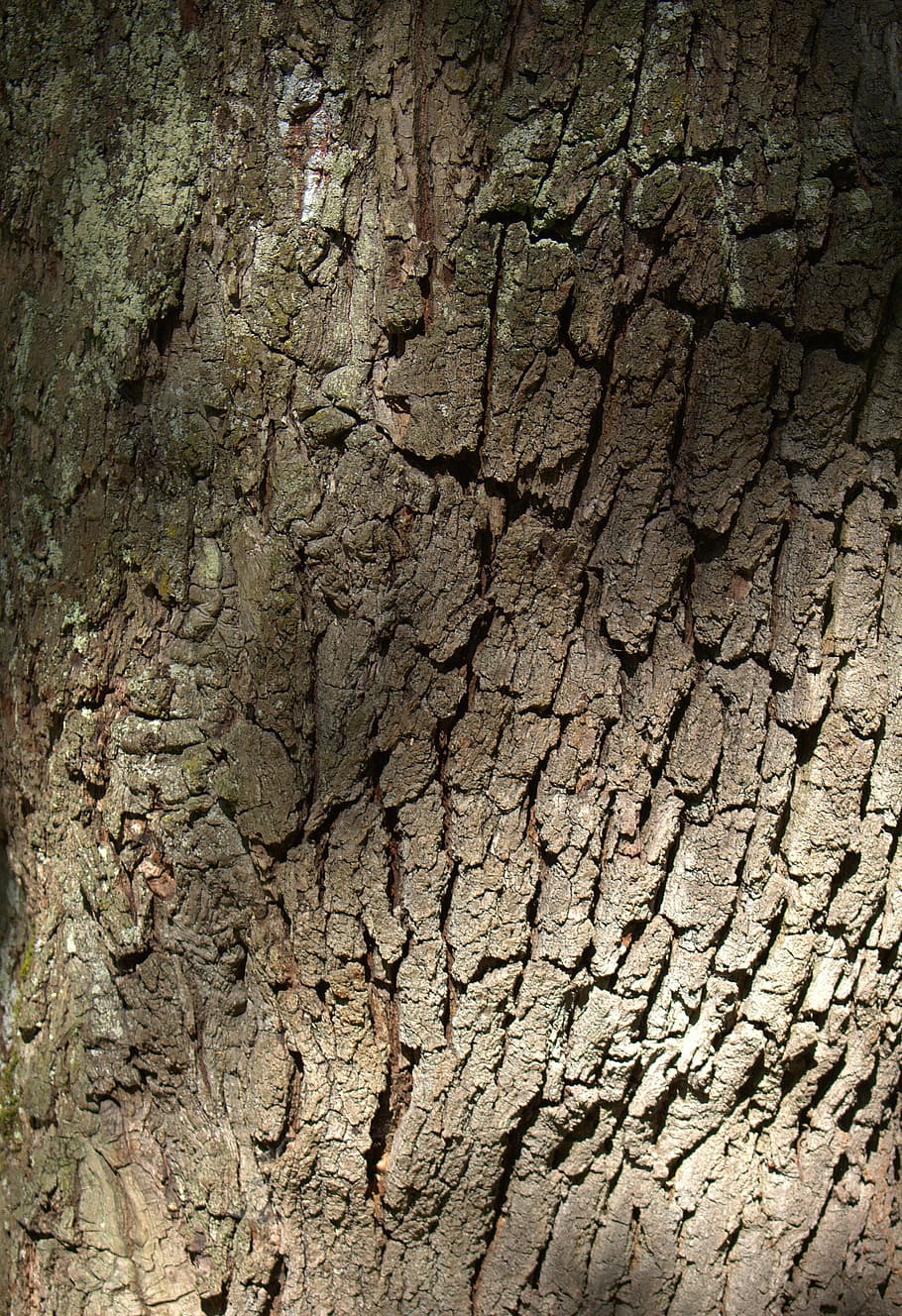 tree, bark, nature, structure, oak, textured, backgrounds, cracked HD wallpaper