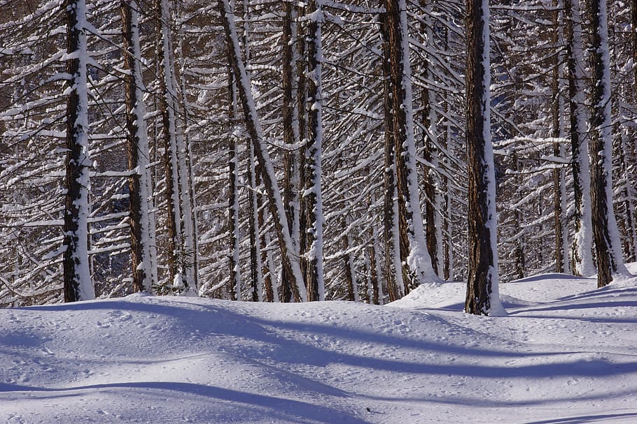 snow, winter, wood, tree, cold, forest, firs, nature, mountain HD wallpaper