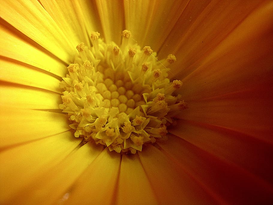 yellow, marigold, spring, flower, petal, freshness, flower head HD wallpaper