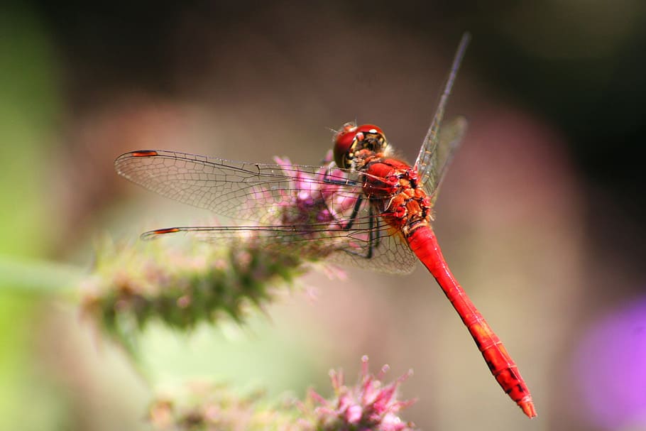 Flower, Dragonfly, Spring, Background, digital art, one animal HD wallpaper