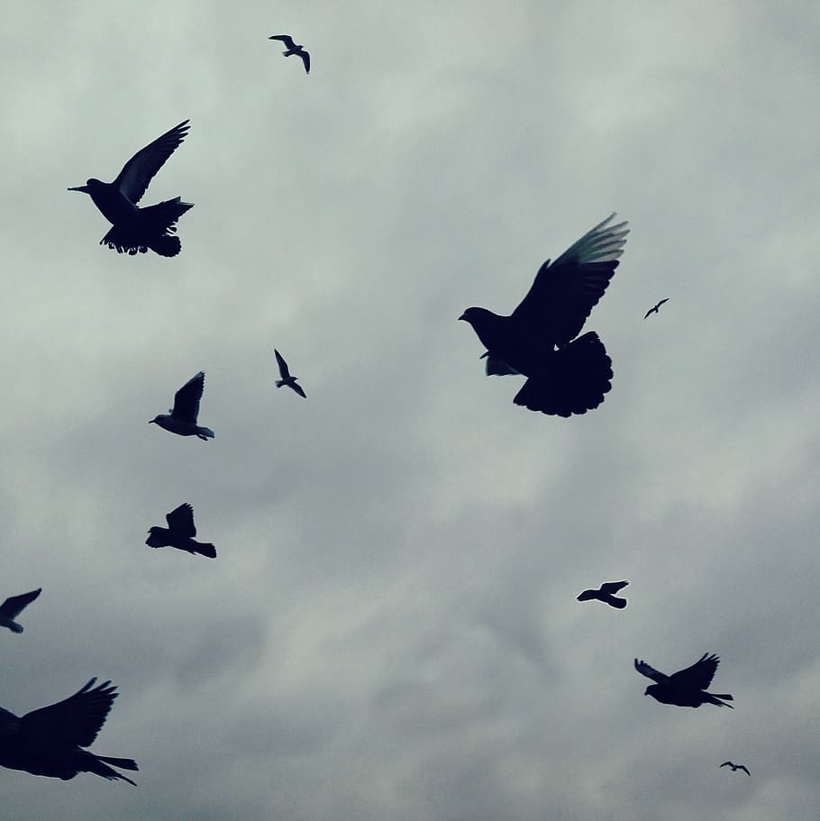 silhouette of flying doves under white clouds, birds, flight HD wallpaper