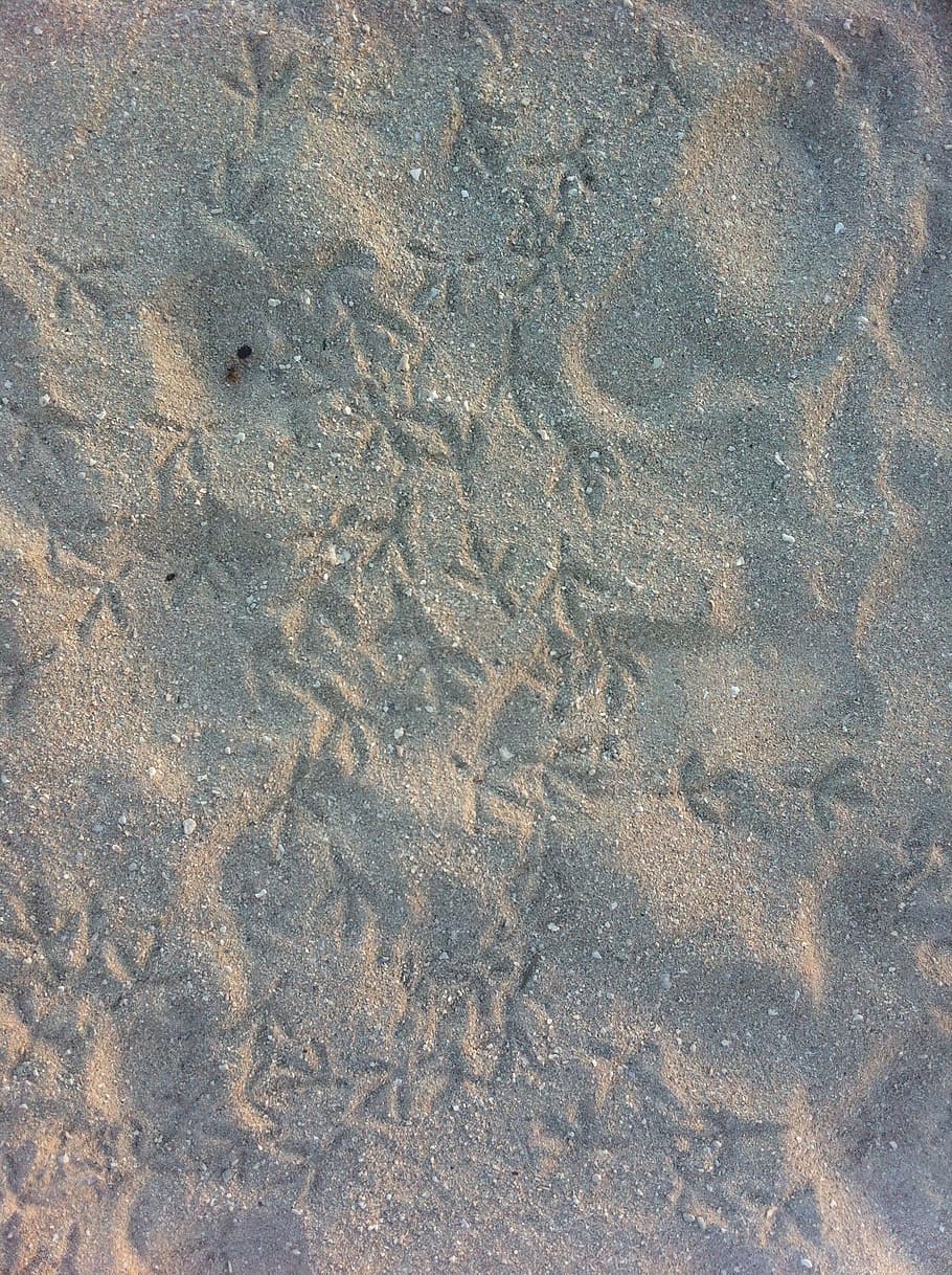 Prints, Sand, Bird, Beach, Foot, footprint, path, step, footstep HD wallpaper