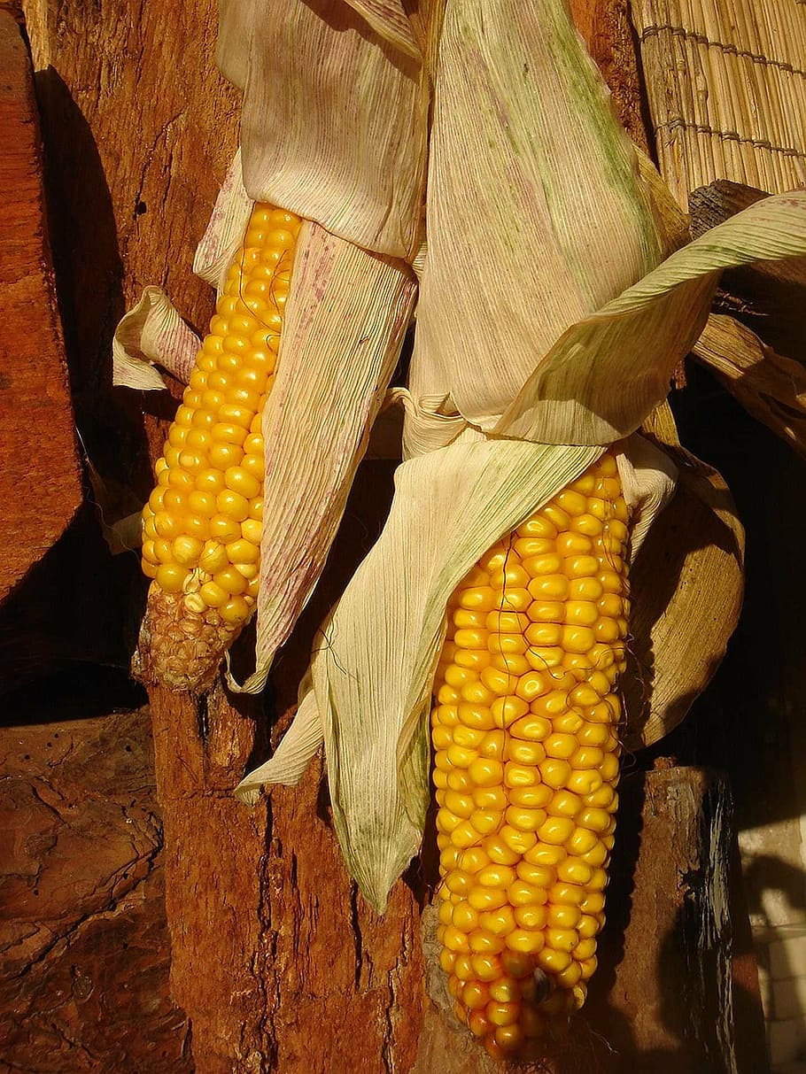 corn, dry, harvest, autumn, decoration, yellow, ear, agriculture HD wallpaper