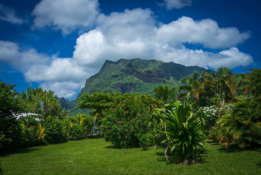 green trees on grass lawn, moorea, garden, south pacific, french polynesia, HD wallpaper