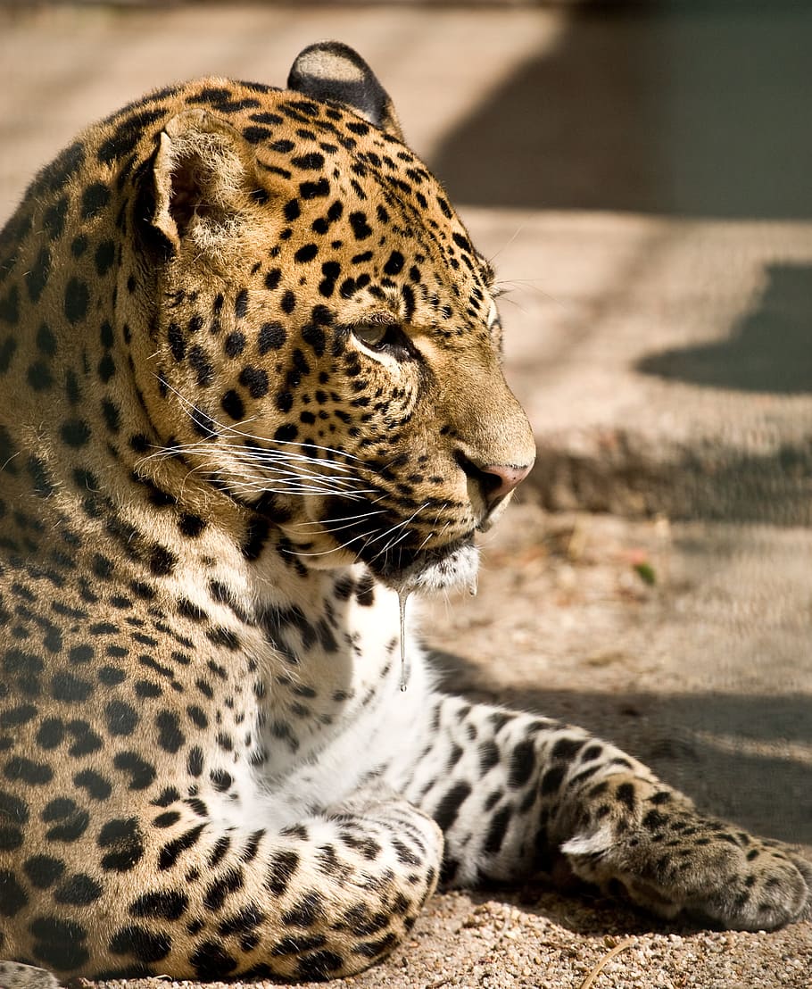 Zoo, Leopard, Cat, Nature, Wild Animals, spotted, wildlife photography HD wallpaper