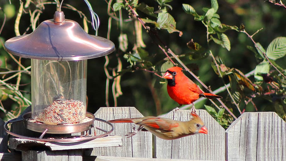 Back Yard Birds, red and black bird on gray wooden fence, bird feeder HD wallpaper