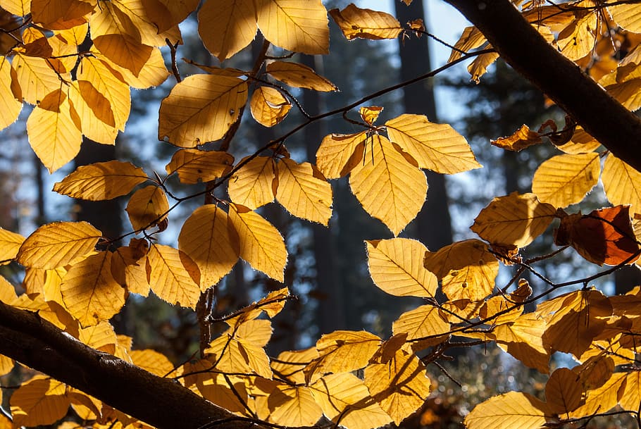 Beech, Tree, Autumn, Foliage, Bile, nature, forest, flora, plants HD wallpaper