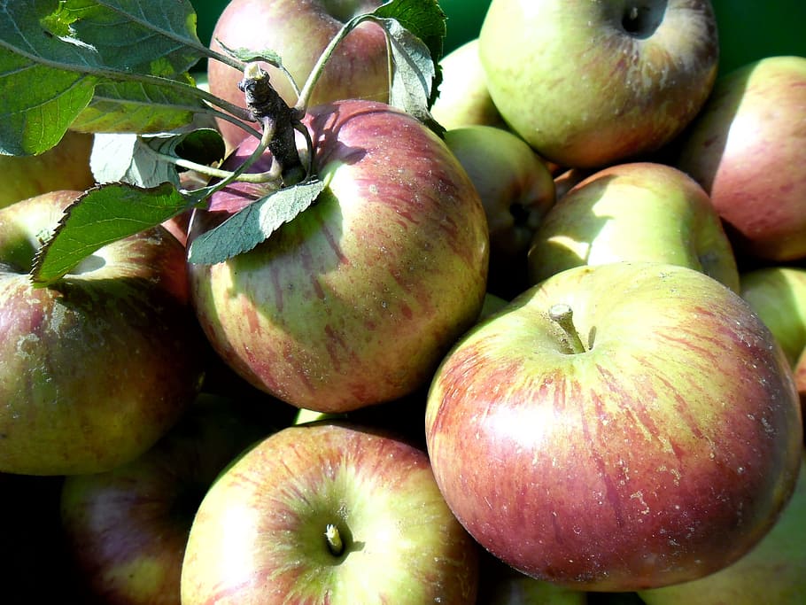 apples, fall, garden, nature, fruit, red apple, healthy eating HD wallpaper
