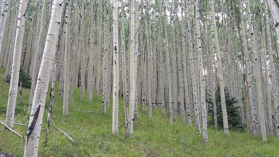 green and brown trees, forest, aspen, woods, colorado, outdoors HD wallpaper