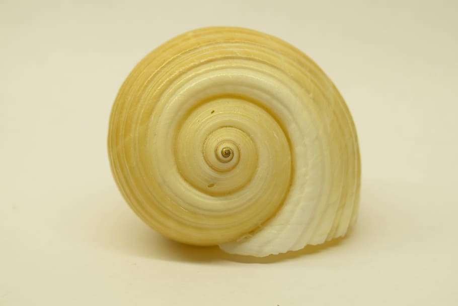 Shell, Close, Spiral, Infinite, swirl, yellow, no people, nature HD wallpaper