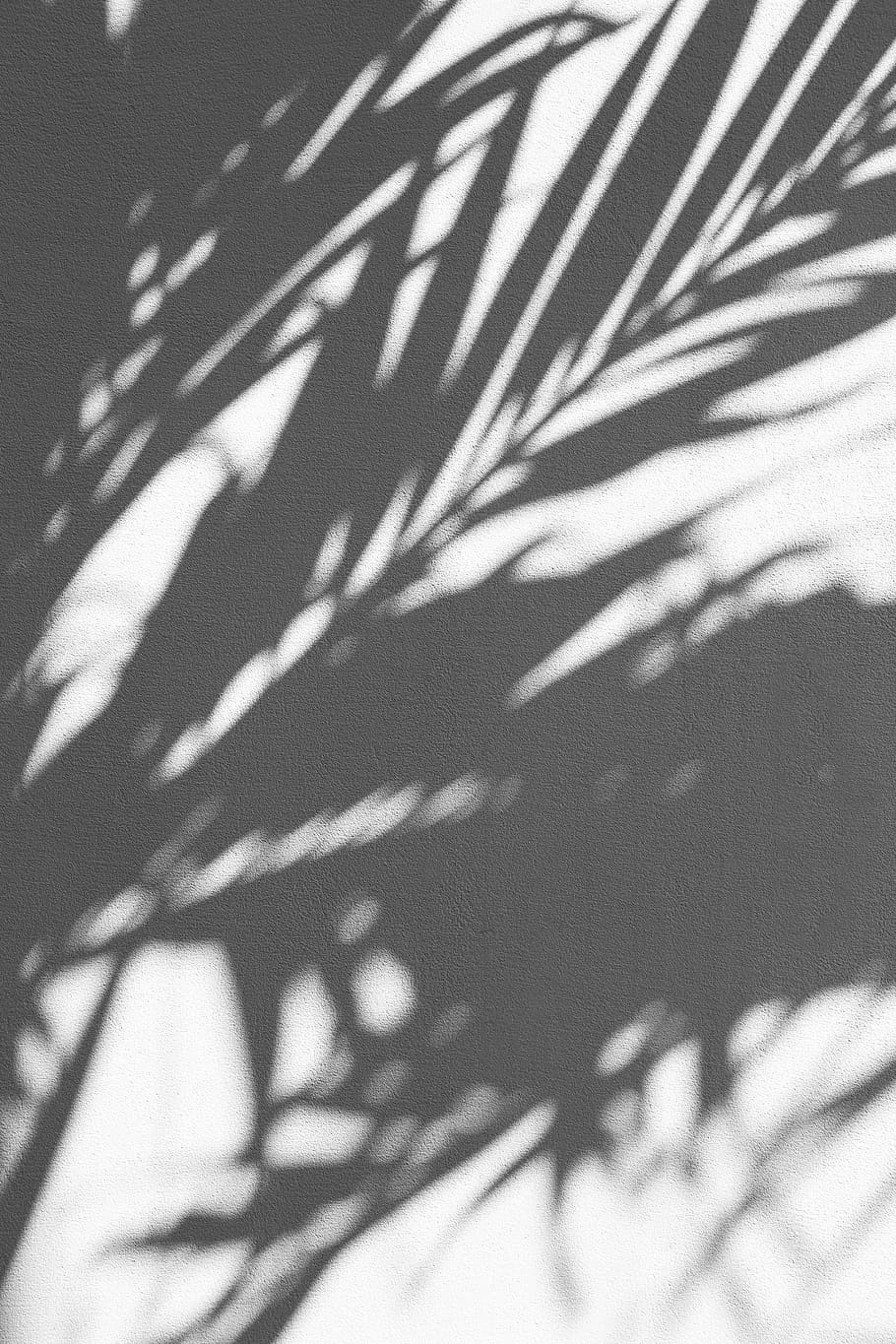 silhouette of palm tree, leaves shadow, texture, surface, minimal, HD wallpaper