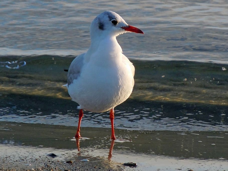 Black Headed Gull, Seagull, Close, one animal, bird, animal themes HD wallpaper