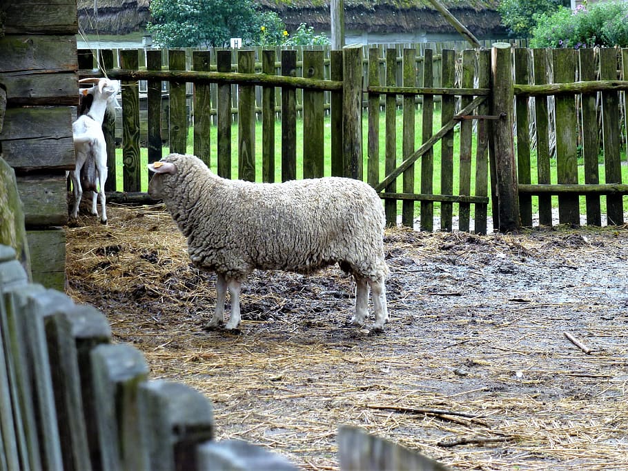 Sheep farm перевод. Забор для овец.