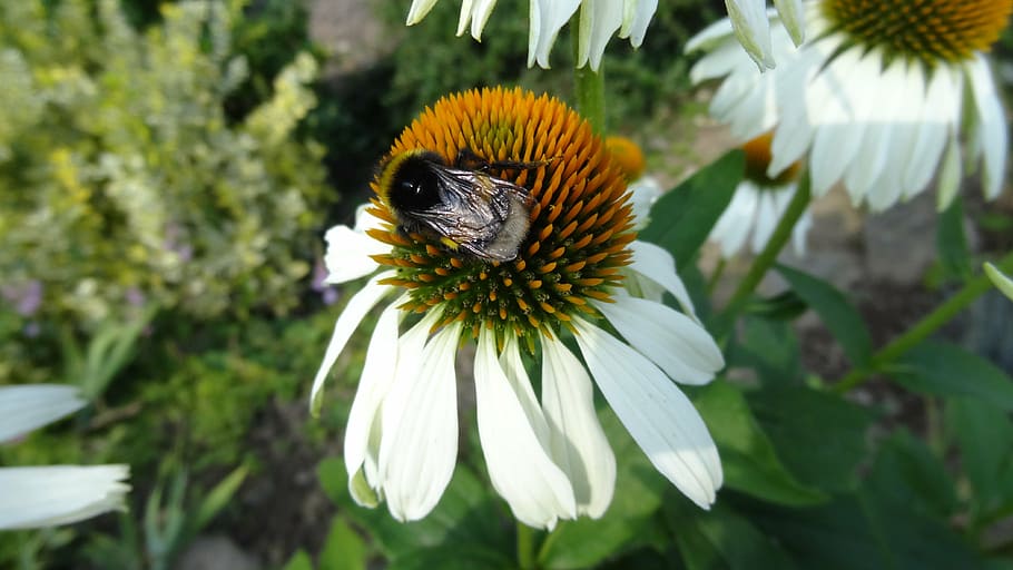 flower, hummel, insect, close, nature, blossom, bloom, flowering plant HD wallpaper