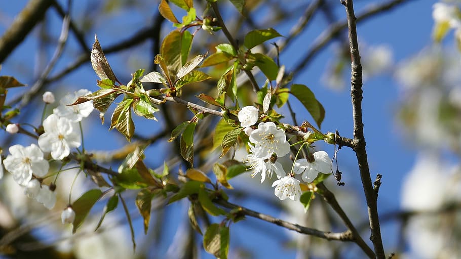 tree, branch, flower, nature, plant, season, cherry wood, apple HD wallpaper