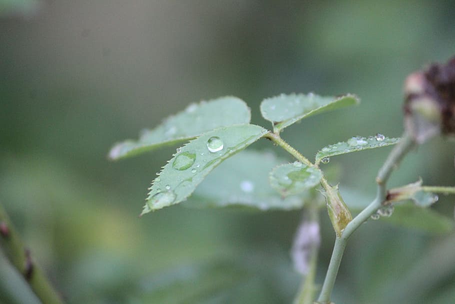 rainy day, plant, dew, nature, leaf, outdoor, garden, green HD wallpaper