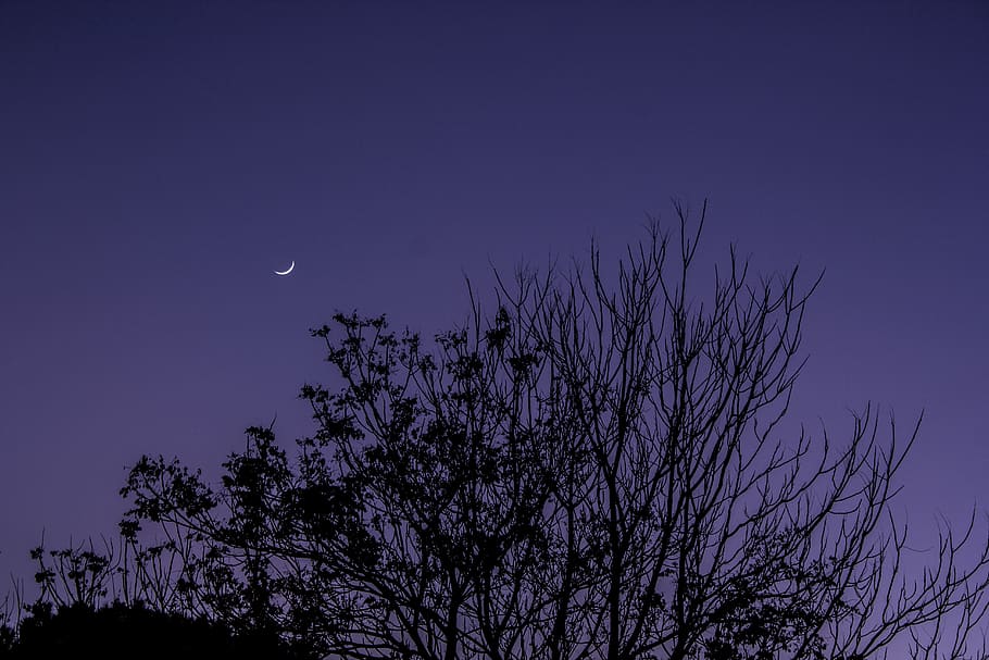 sky, moon, crescent, night, tree, dark, purple, plant, space HD wallpaper
