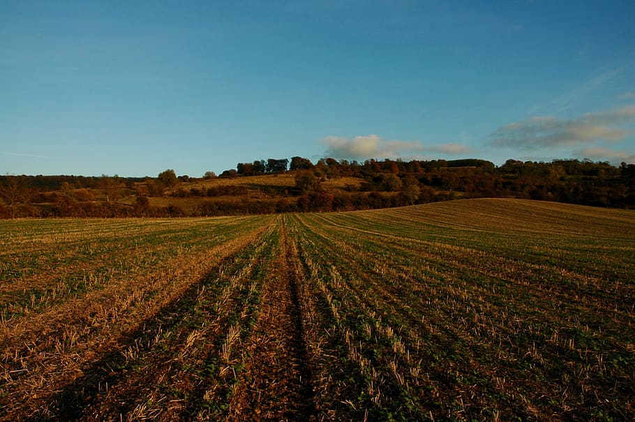Field, Nature, autumn, agriculture, landscape, rural scene HD wallpaper
