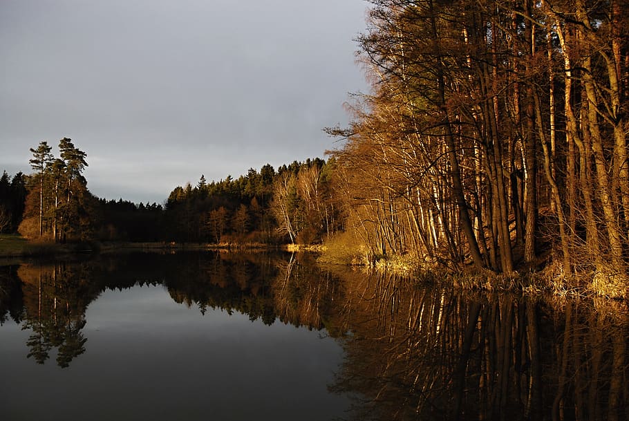 Pond, Surface, Sunset, Reflection, Trees, forest, edge of the pond HD wallpaper