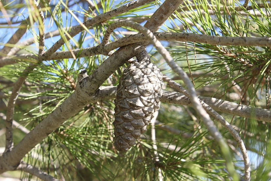 pineapple, seeds, tree, plant, growth, branch, nature, no people HD wallpaper