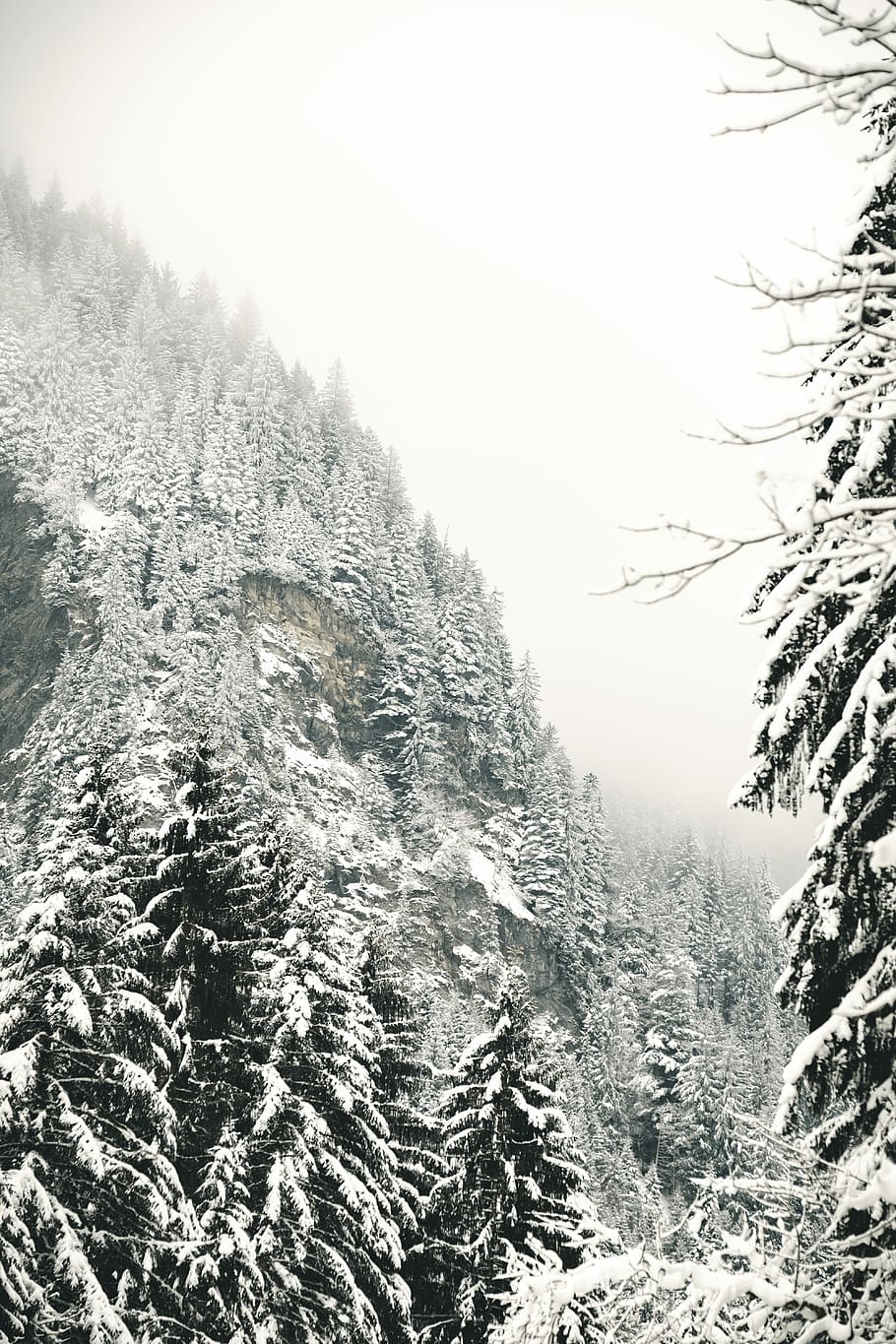 snow covered trees, pine trees covered in snow, forest, sky, winter HD wallpaper
