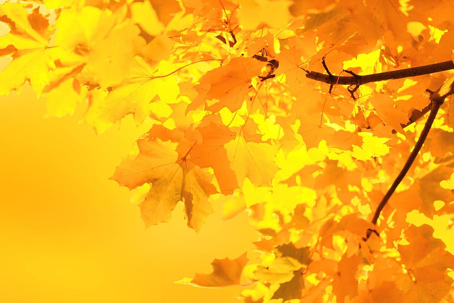 close up photo of Mapple leaf, autumn, maple leaves, branch, background, HD wallpaper