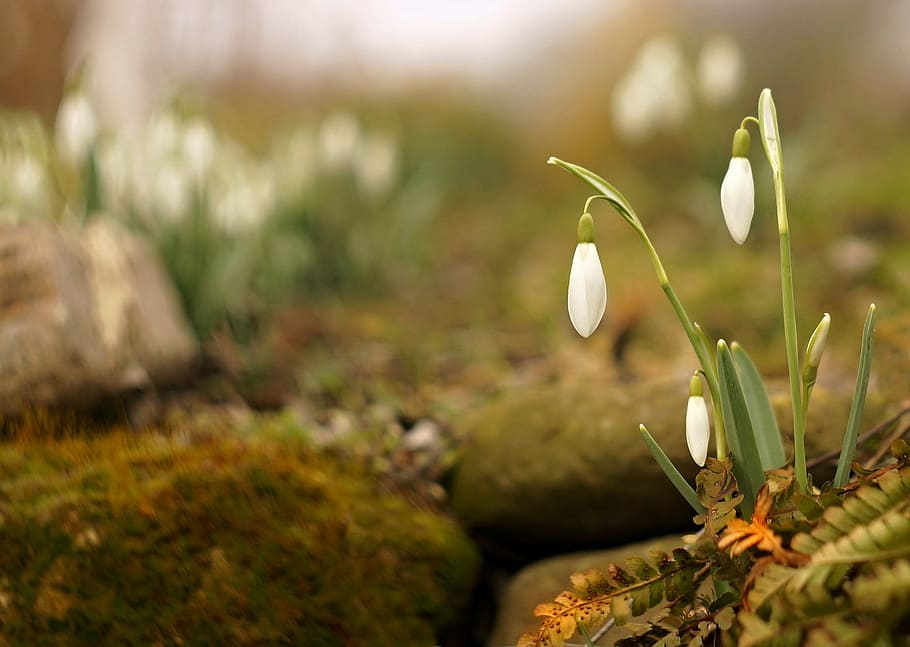 selective focus photography of white flowers, snowdrops, spring HD wallpaper