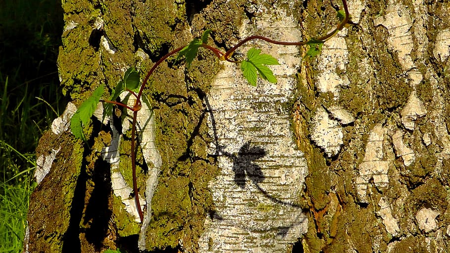 sheet and shadow, light, tree, birch, leaf, leaves, green, tree trunk HD wallpaper