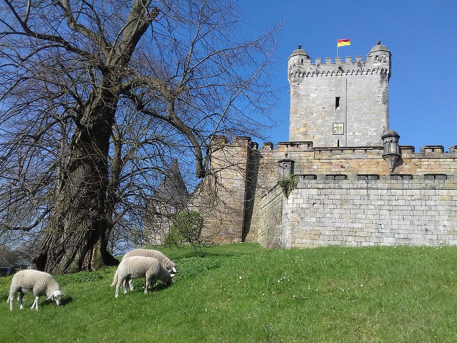 Sheep, Castle, Bad Bentheim, history, architecture, building exterior HD wallpaper