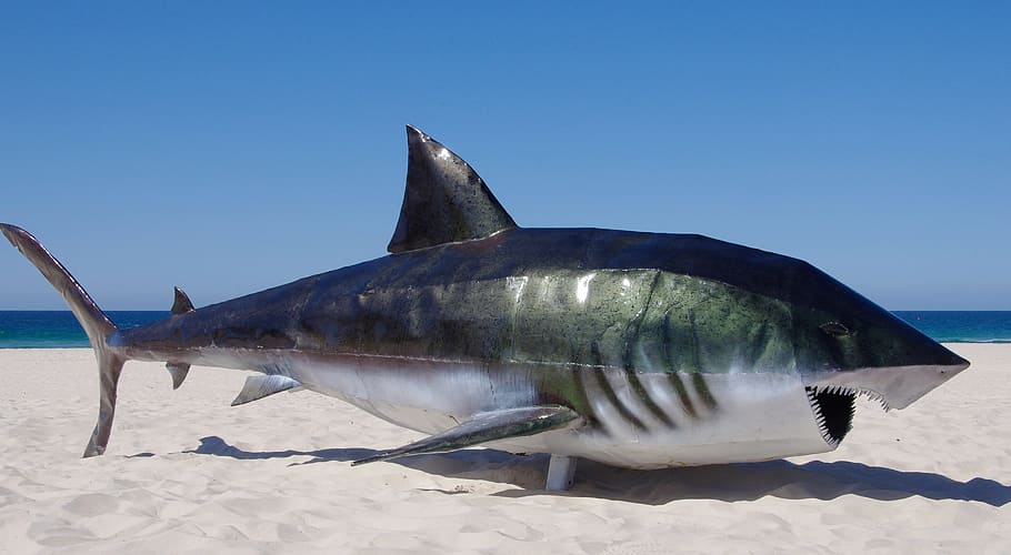 Great White Shark decor on white sand, Fish, Model, Sculpture HD wallpaper