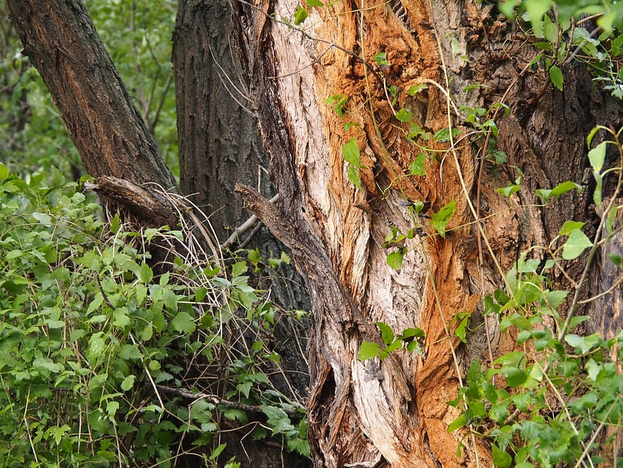 tree, wood, forest, leaves, nature, log, structure, cracked HD wallpaper