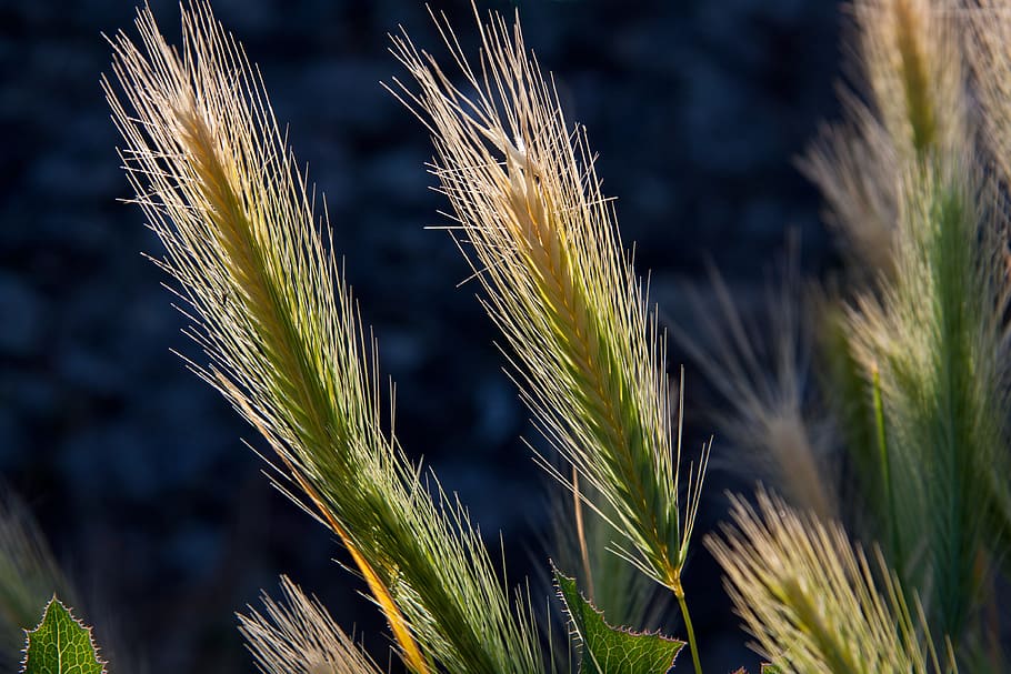 peacock feathers in selective-focus photography, spike, awns HD wallpaper