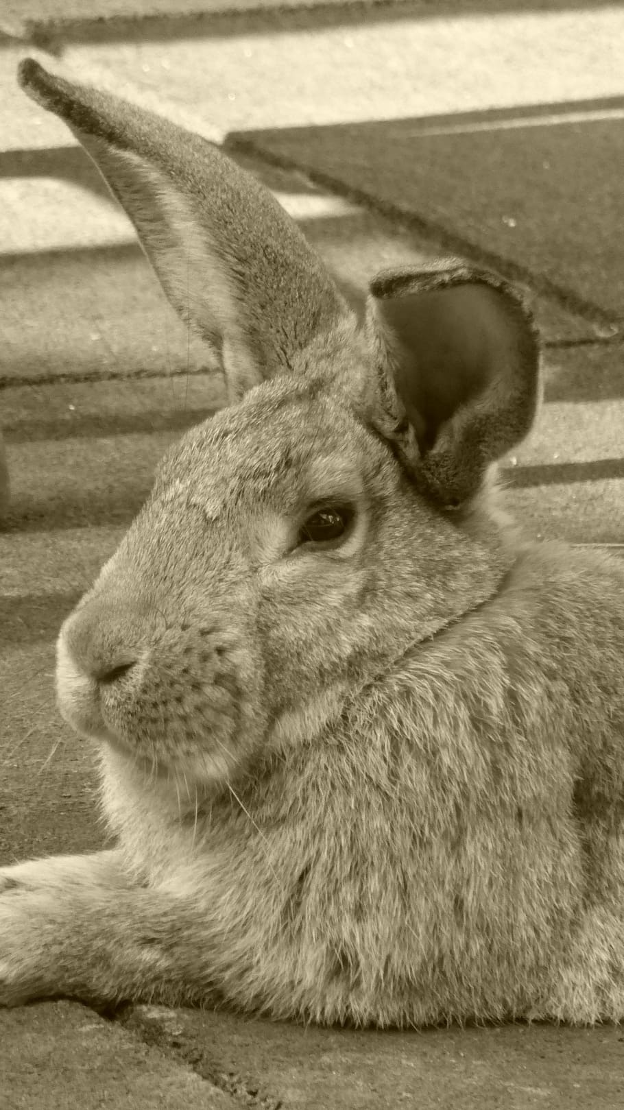rabbit, hare, animal, pet, nager, ears, spoon, head, long eared HD wallpaper