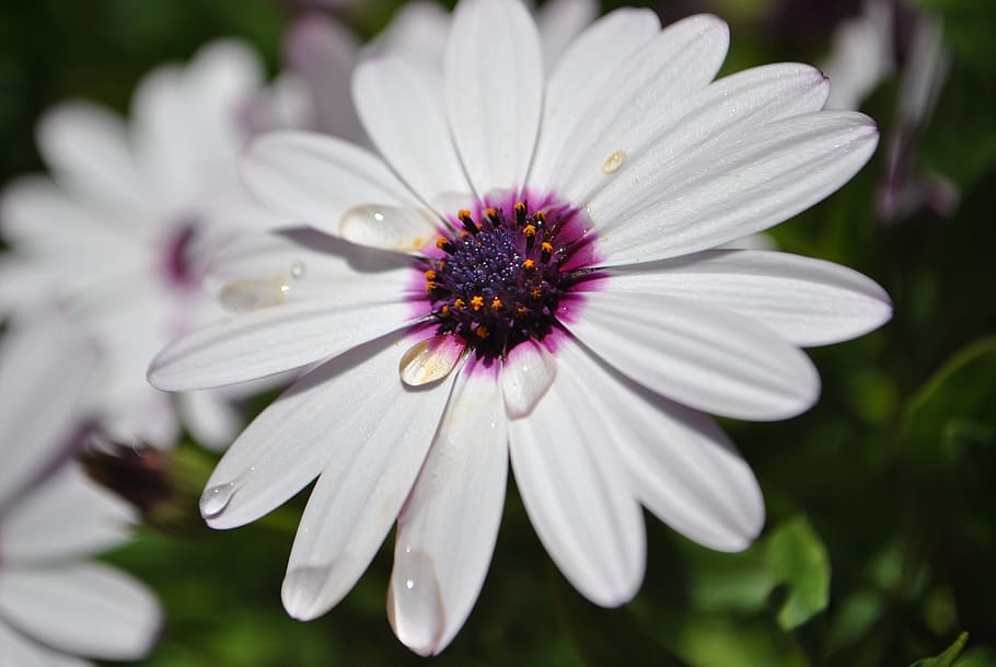 flower, garden, drop, drops, spring, floral, nature, flowers HD wallpaper