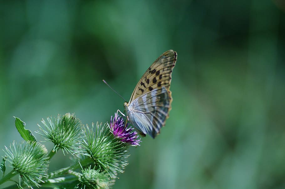 butterfly, thistle, summer, plant, beauty in nature, flower HD wallpaper
