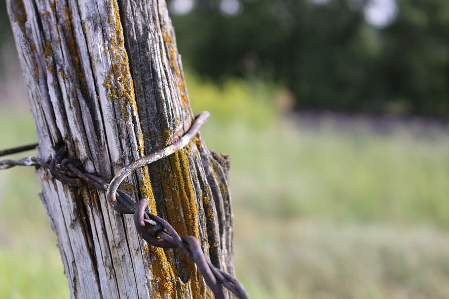 barbed wire, fence, post, rural, tree, focus on foreground HD wallpaper