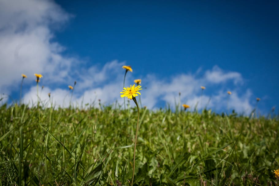 Landscape, Clouds, Grass, Blue, sky, green, flower meadow, field HD wallpaper